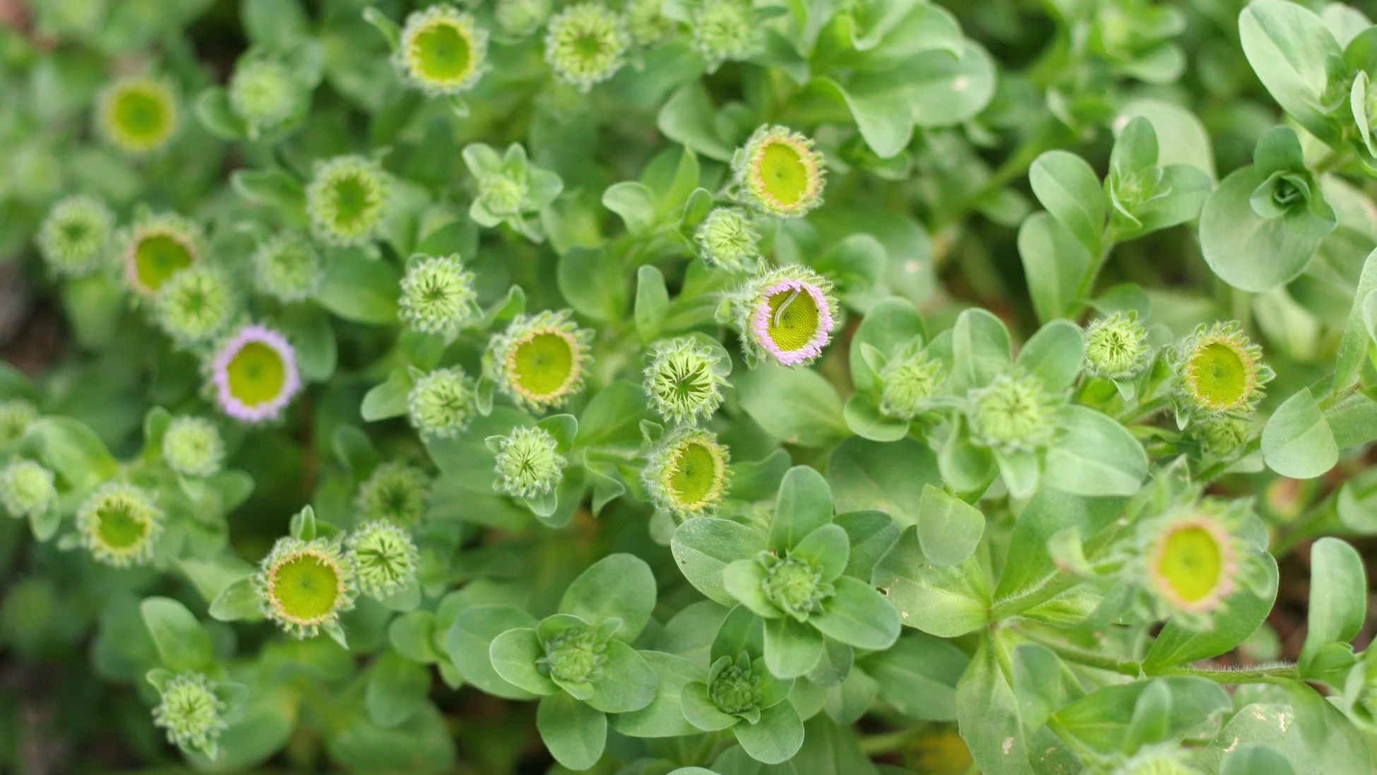 Cultivate Nature's Local Sanctuary